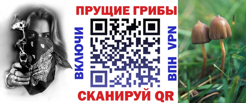 купить наркоту  Котлас  mega tor  Псилоцибиновые грибы мицелий 